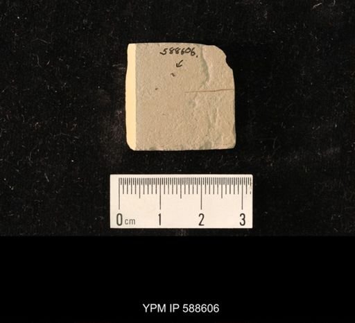 undet. Hymenoptera