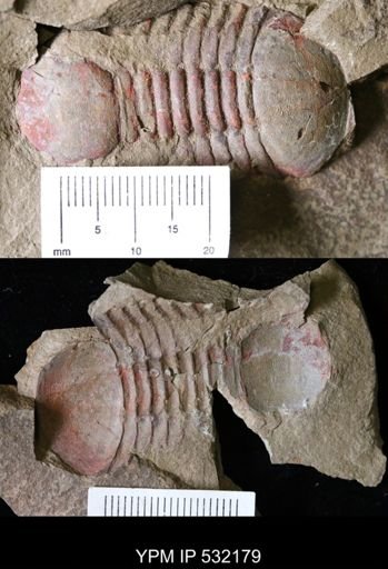 Symphysurus sp.