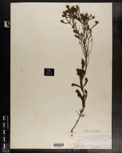 Plantae