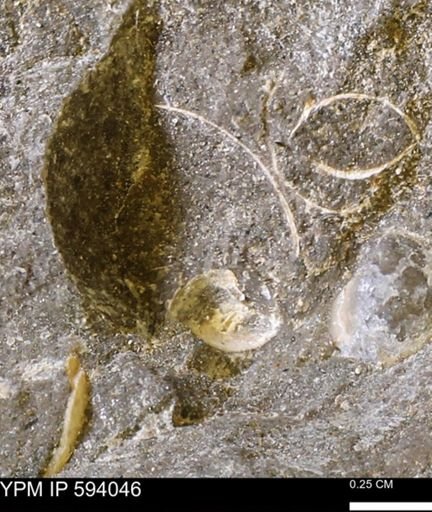 Limopsis? striatopunctatus