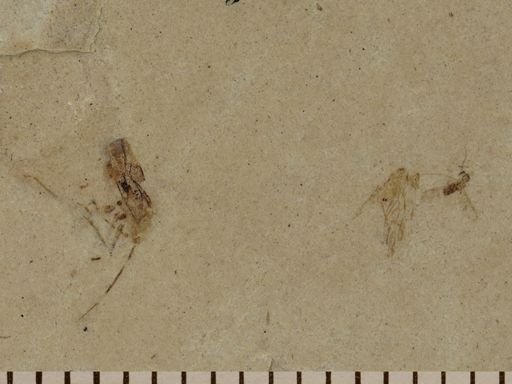 undet. Psocoptera