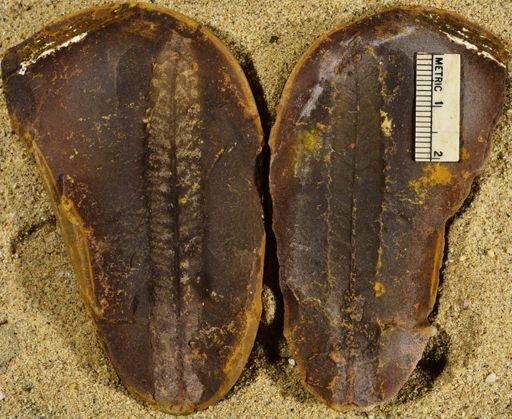 Pecopteris sp.