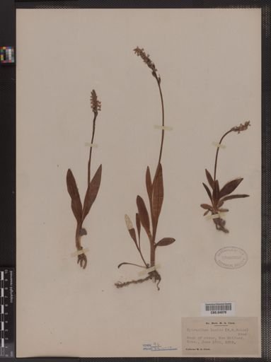 Spiranthes lucida