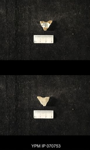 Favosites sp.
