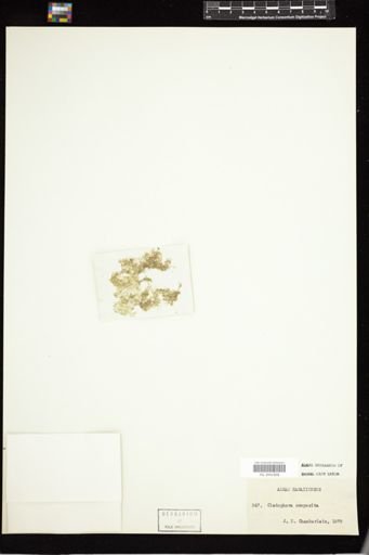 Cladophora composita