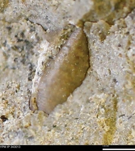undet. Gastropoda