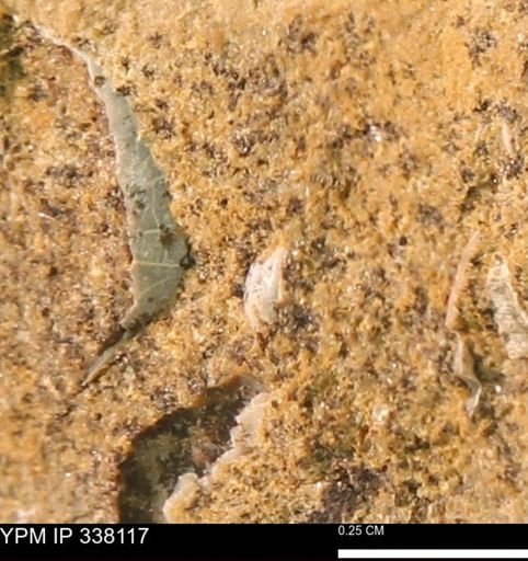 undet. Bivalvia
