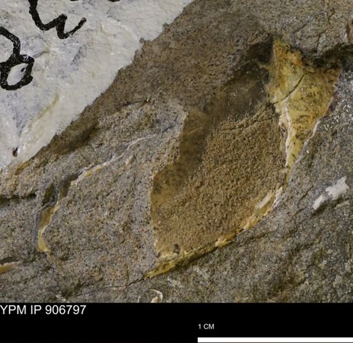 undet. Bivalvia