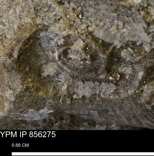 undet. Scaphitidae