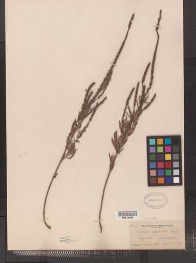 Verbena simplex