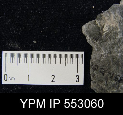Camarotoechia sp.