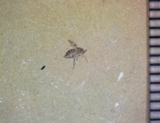 undet. Diptera