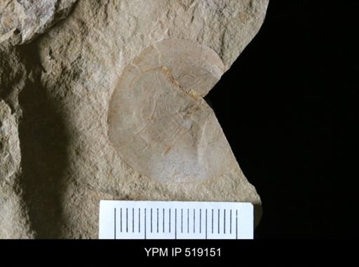 Microschedia sp.