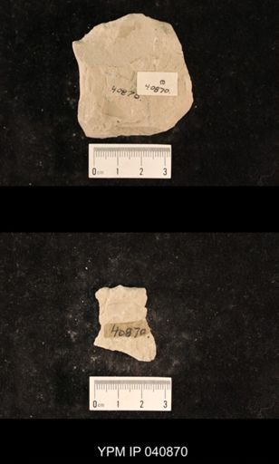 Chelopterum peregrinum