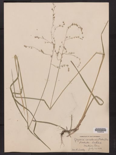 Glyceria canadensis