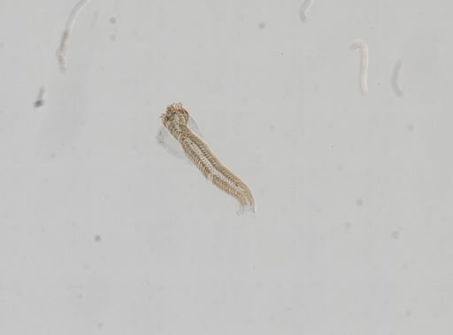 Campeloma nolani