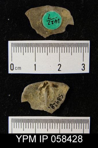 Dalmanella subcarinata