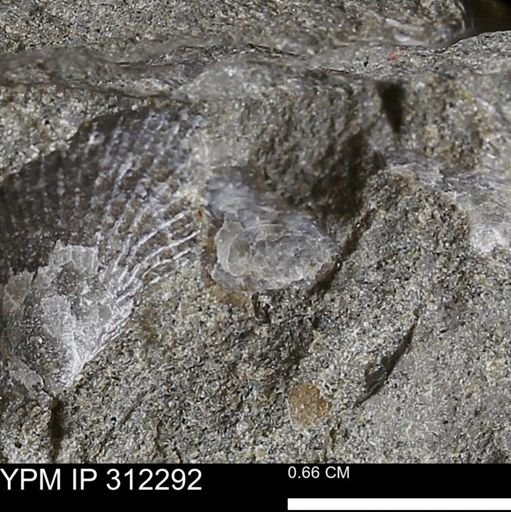 undet. Bivalvia