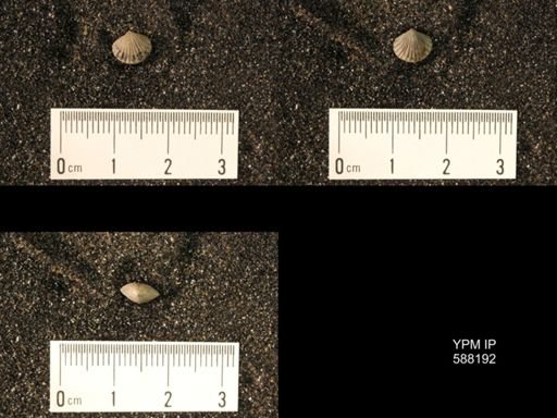 Zygospira modesta