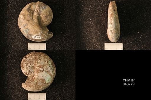 Hoploscaphites nicolletii