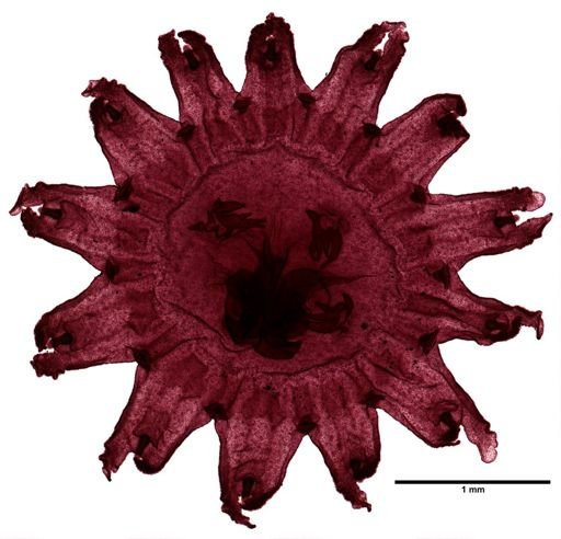 Aurelia aurita