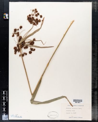Scirpus expansus