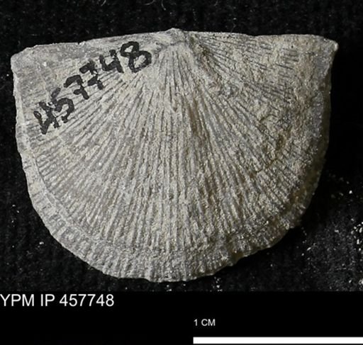 Strophodonta sp.