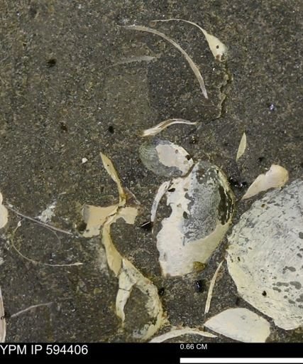 undet. Bivalvia