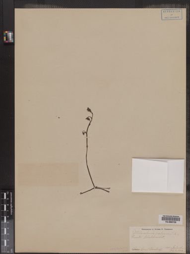 Utricularia vulgaris