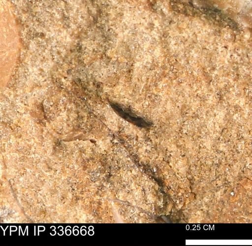undet. Mollusca
