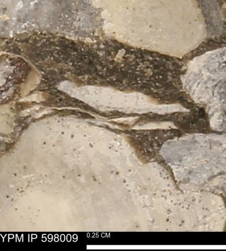 Protocardia?