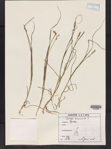 Carex muricata