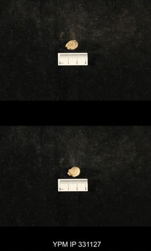 Trepospira sphaerulata