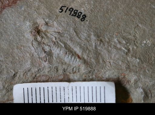 undet. Trilobita