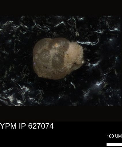 undet. Foraminiferida