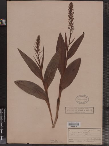 Habenaria flava