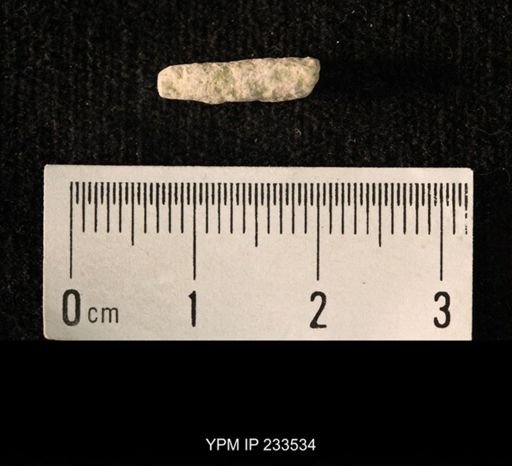 Archaeocidaris sp.