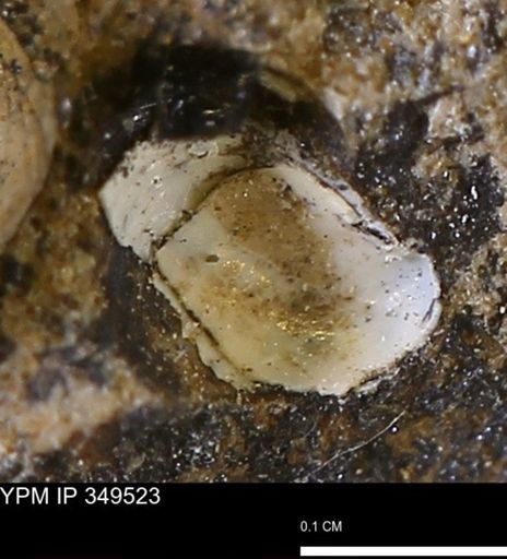 undet. Mollusca