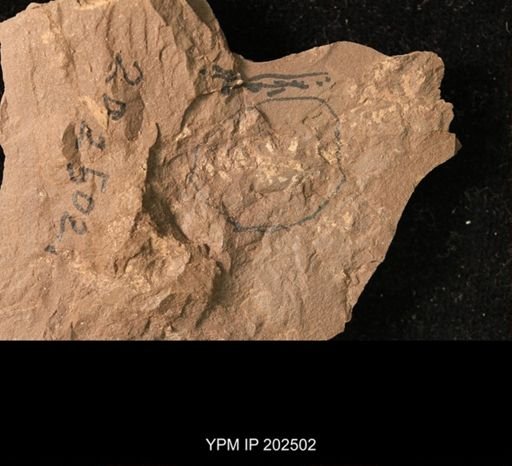 Holcoptera schlotheimi