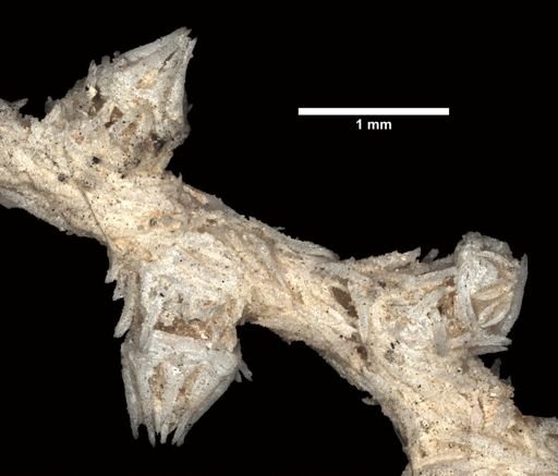 Paramuricea tenuis