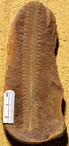 Pecopteris
