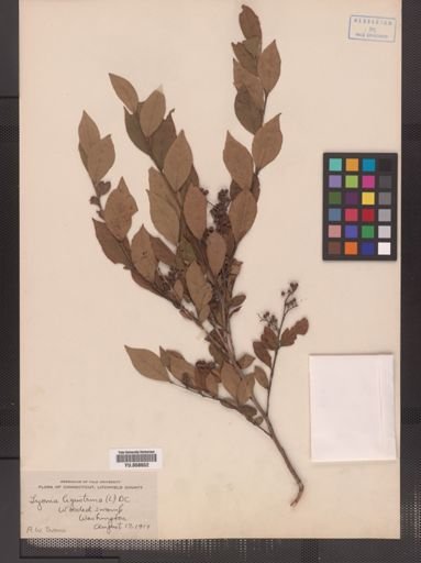 Lyonia ligustrina
