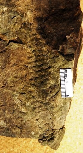 Androstrobus scutulatus
