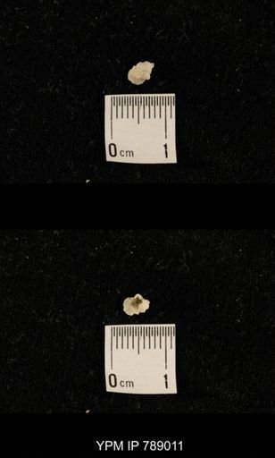 undet. Brachiopoda
