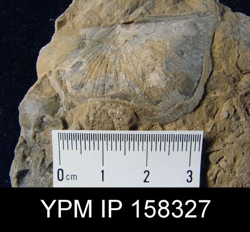 Strophonella continens
