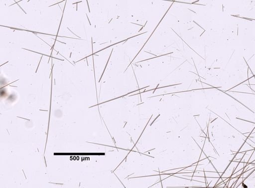 Craniella cranium
