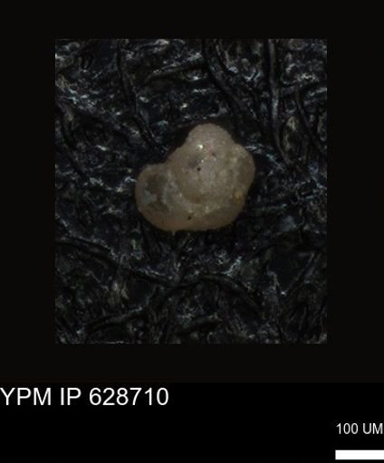 undet. Foraminiferida