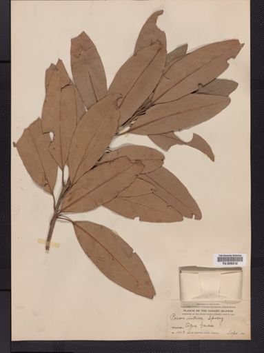 Persea indica