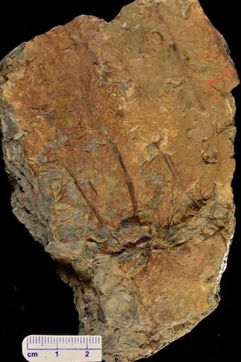 Psilophyton sp.