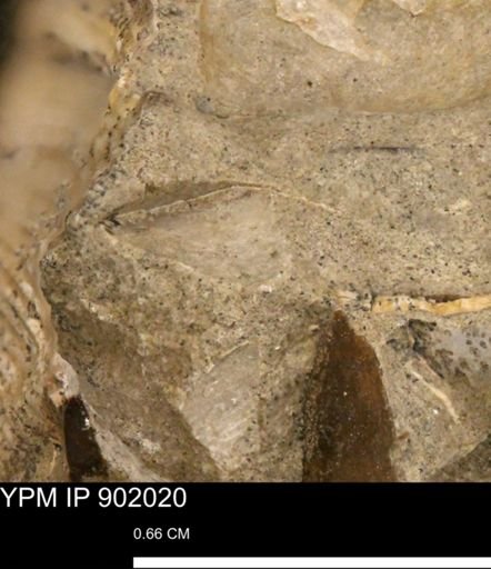 undet. Bivalvia